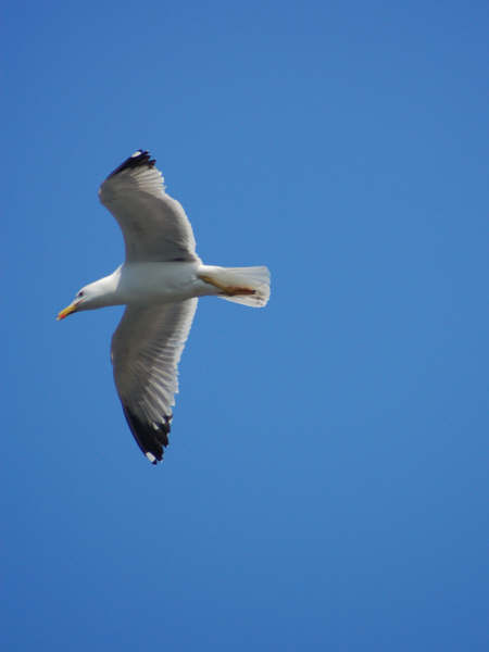 Larus michaellis